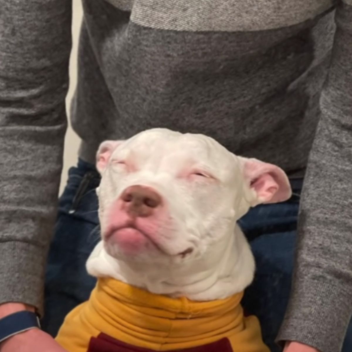 deaf white dog