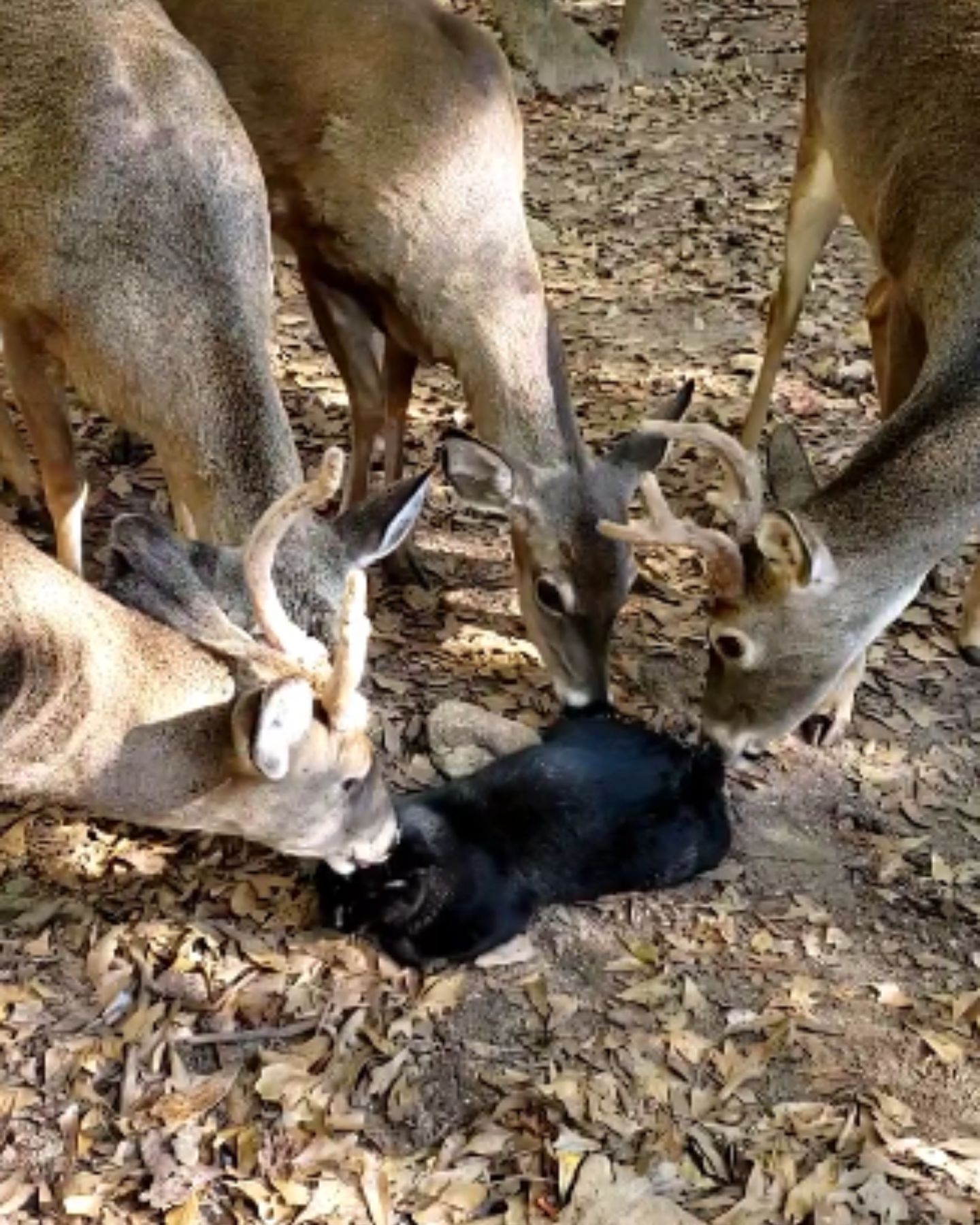 deer herd and black cat