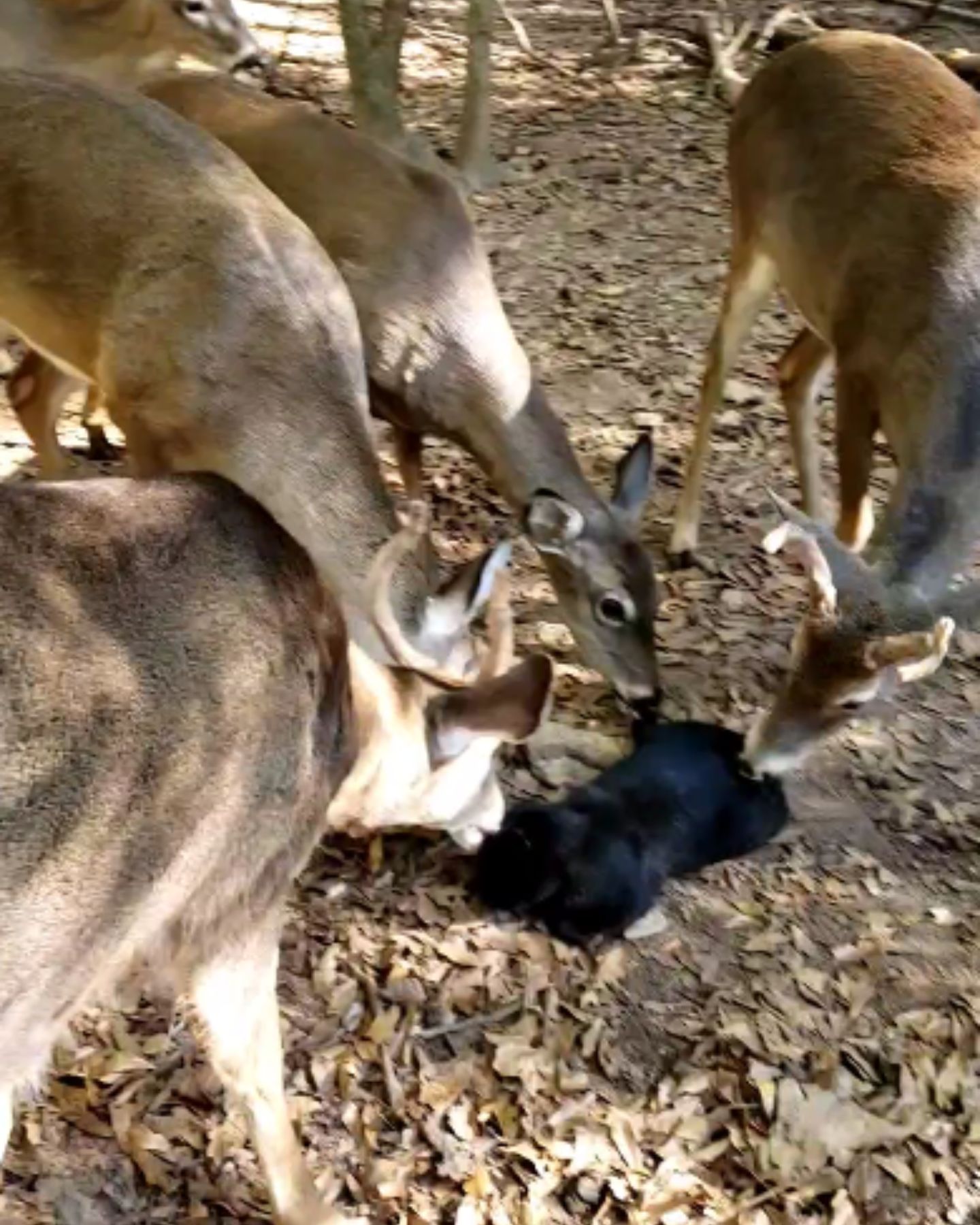 deer herd finds cat