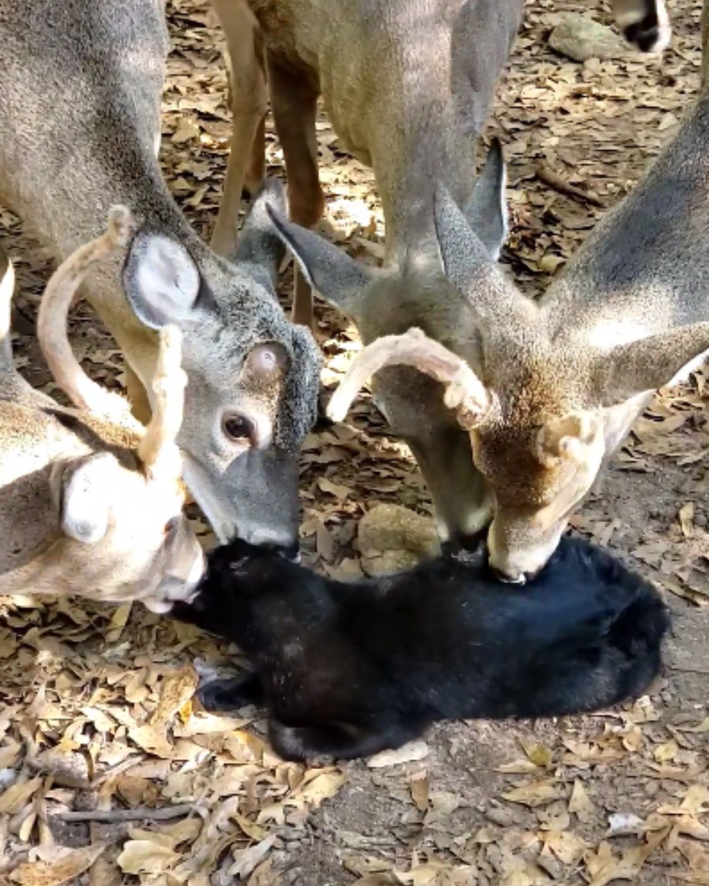deer herd kisses black cat