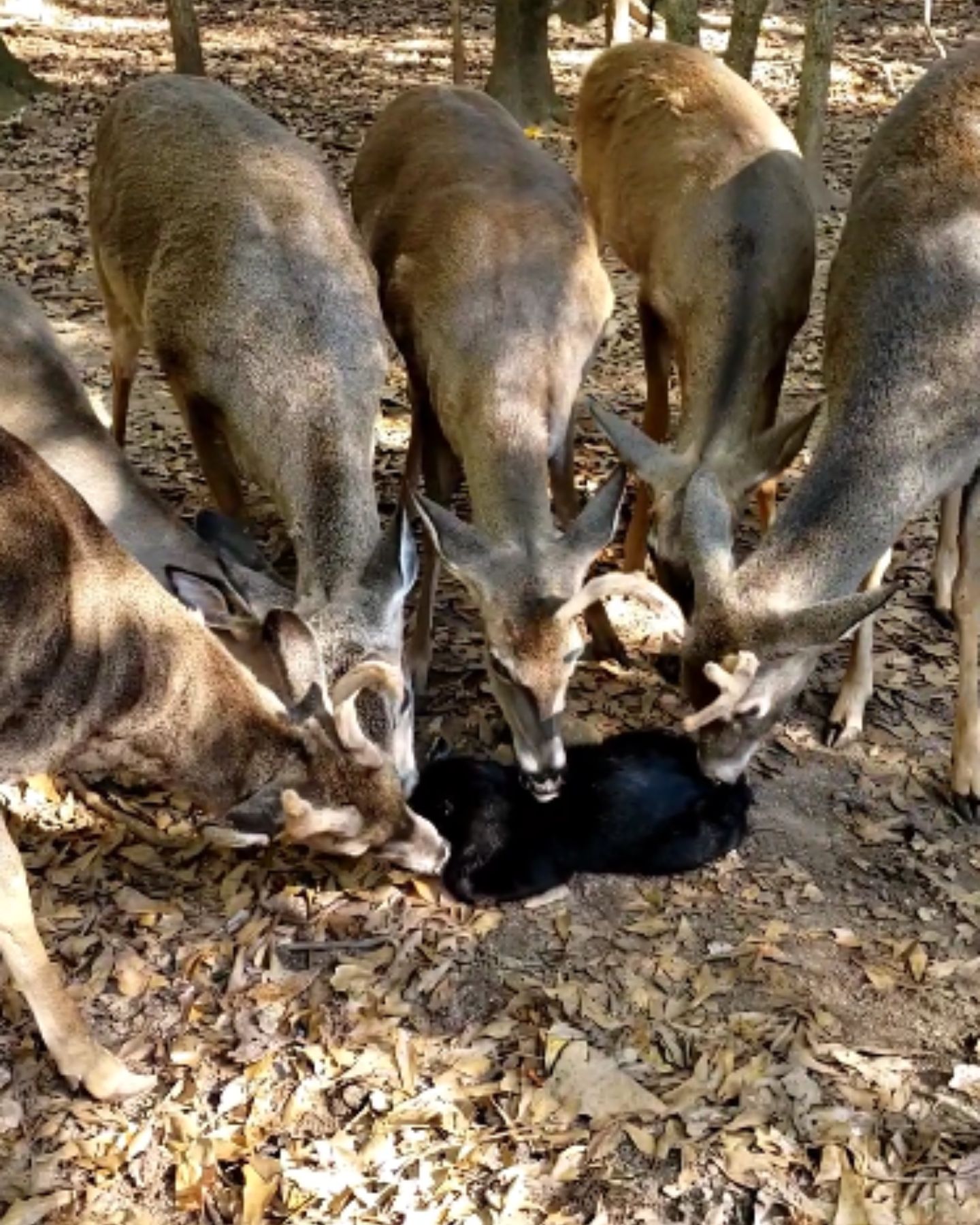 deer herd licks black cat