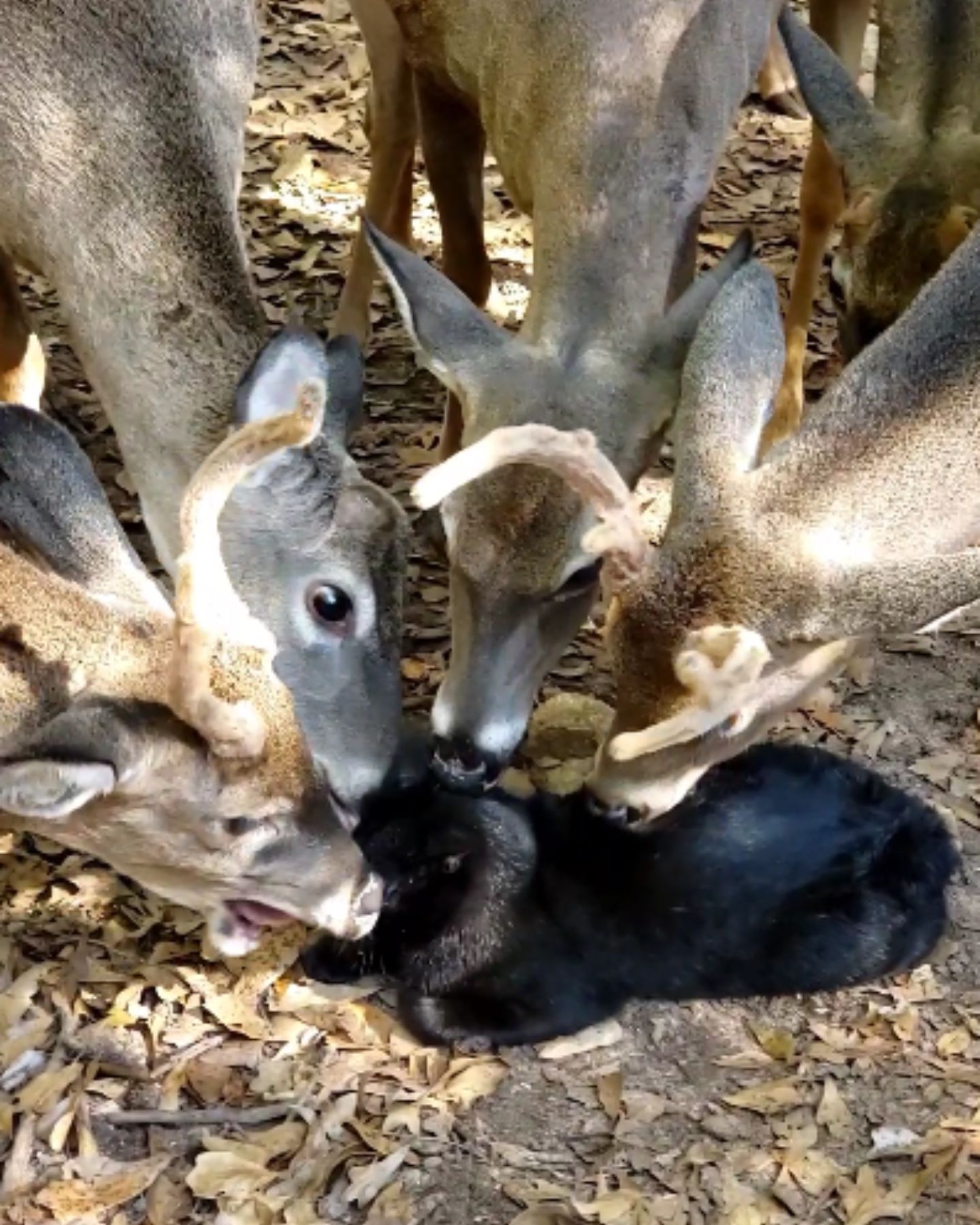 deer herd sniffs black cat