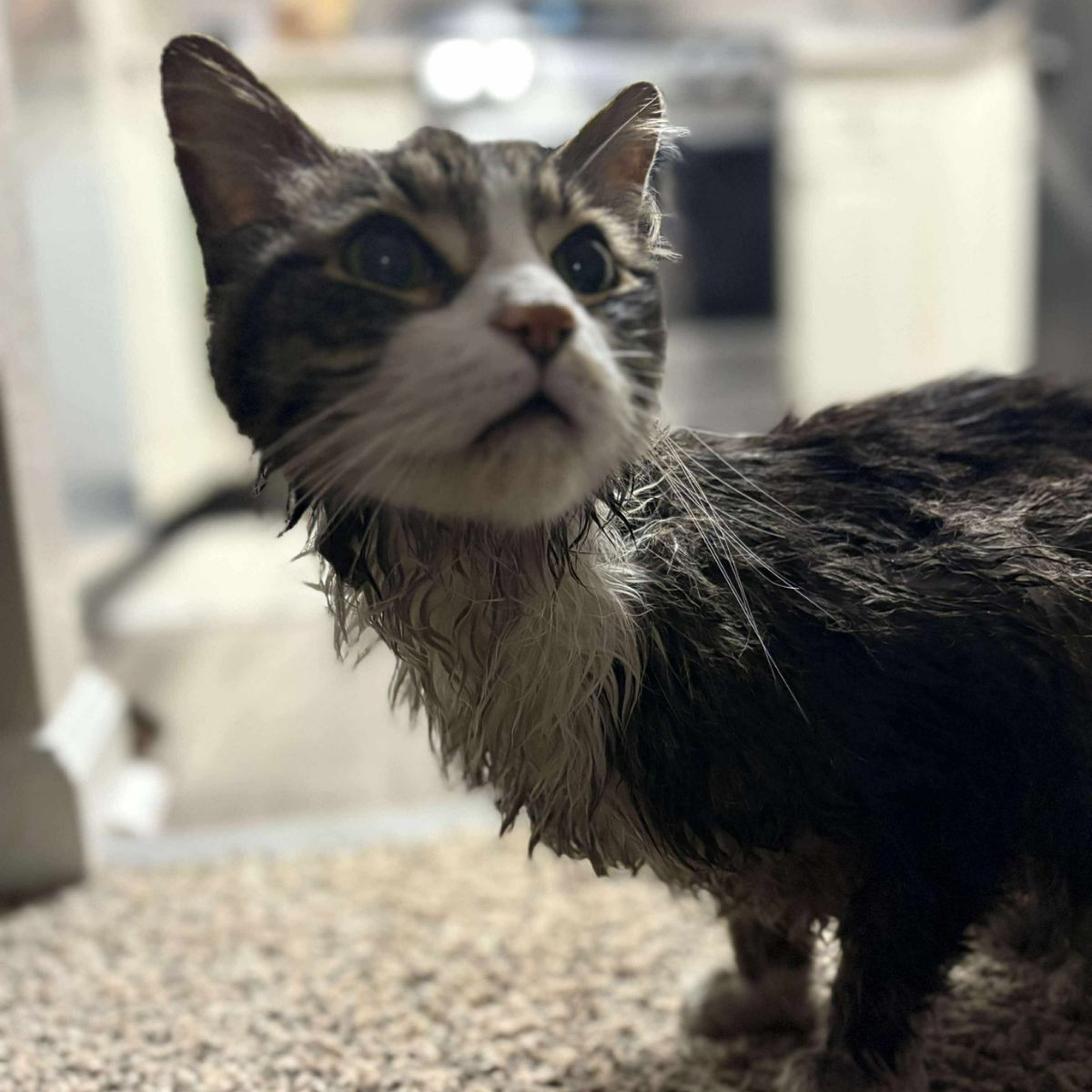 dirty wet cat