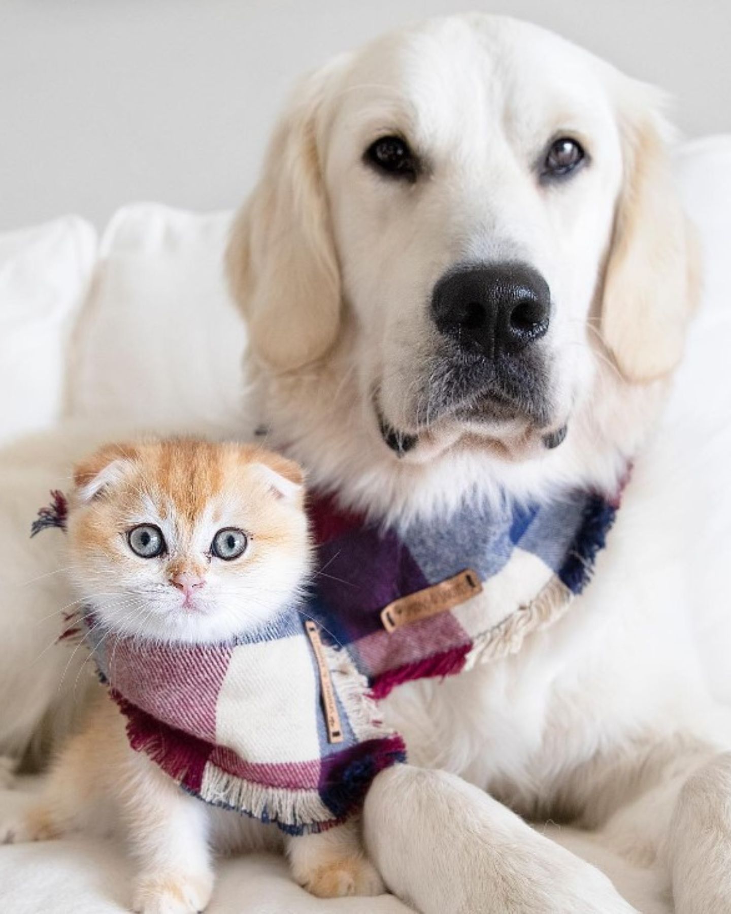 dog and a cat in a scarf