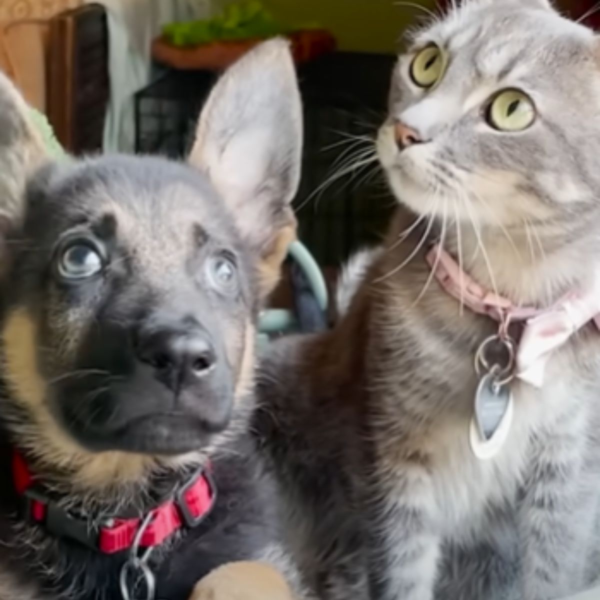 dog and a cat