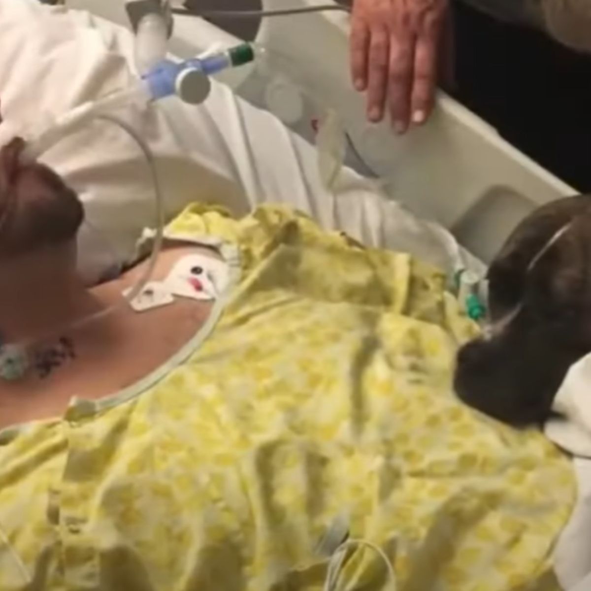 dog and man in hospital