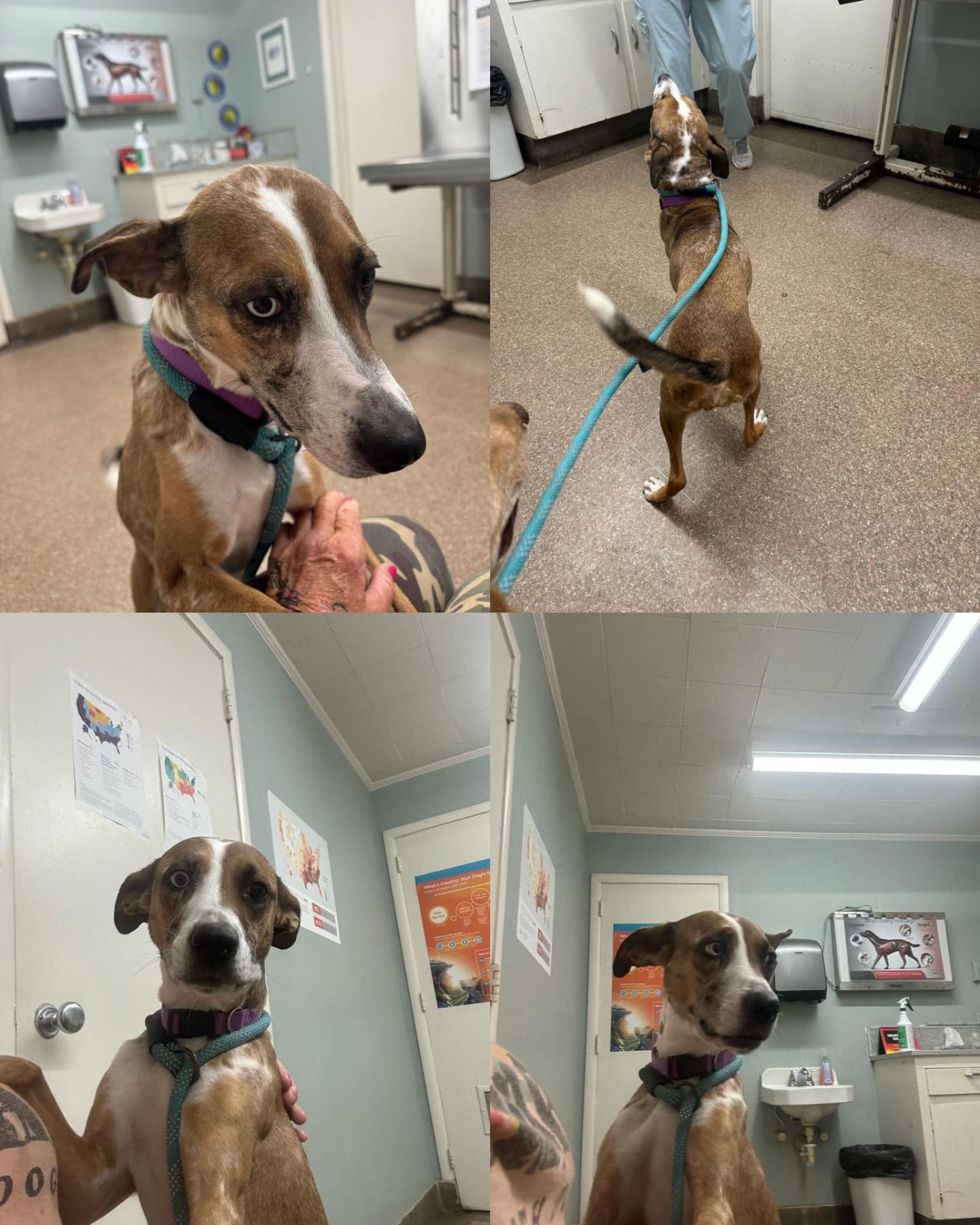 dog at the vet