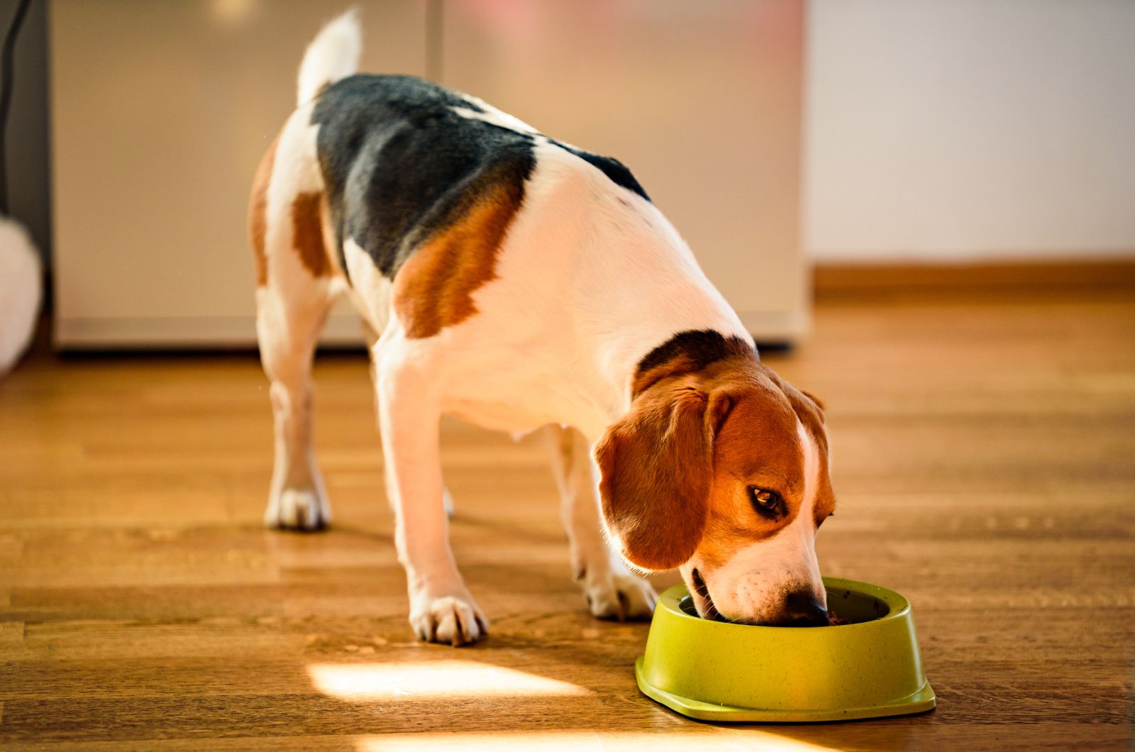 dog eats from a bowl
