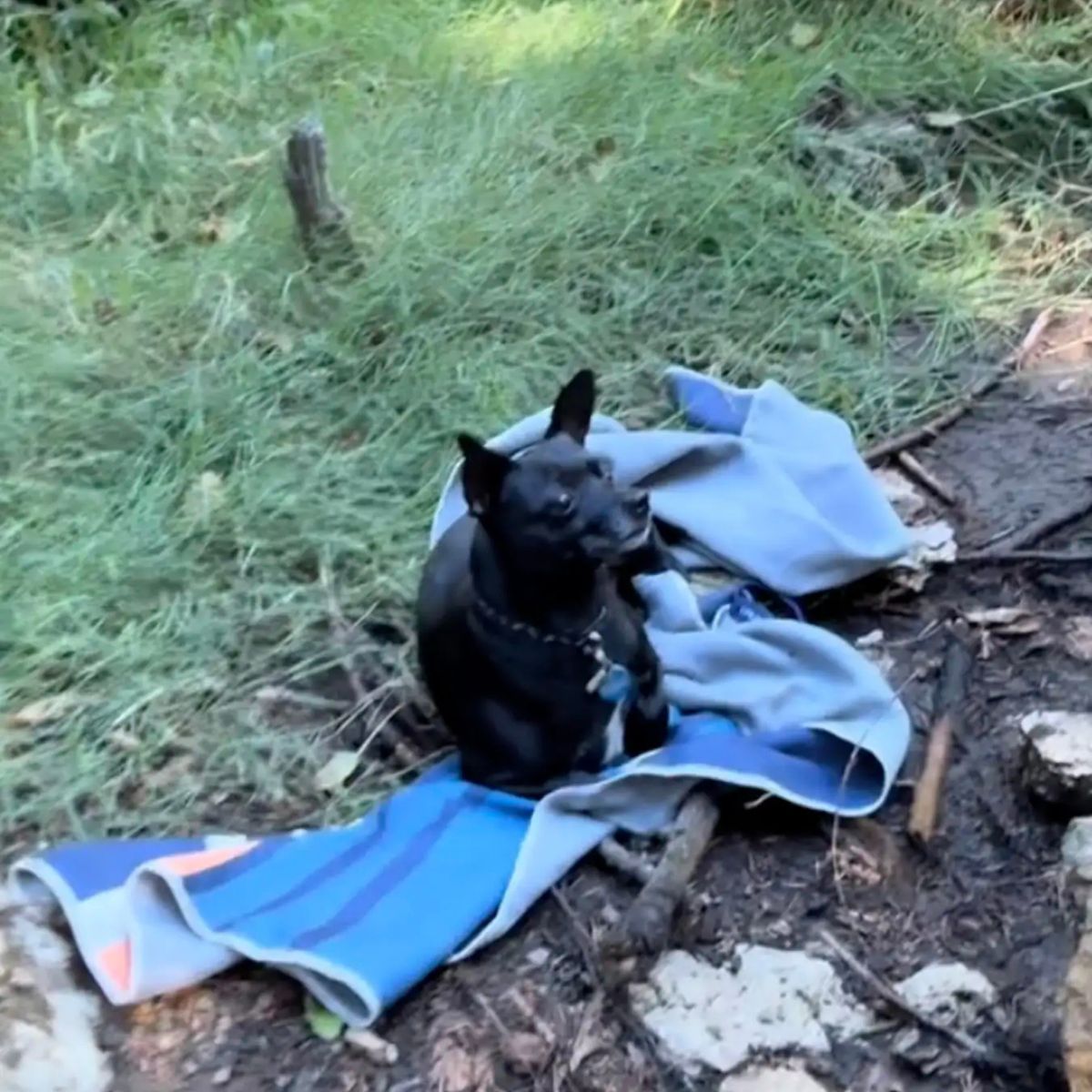 dog in a blanket in the forest