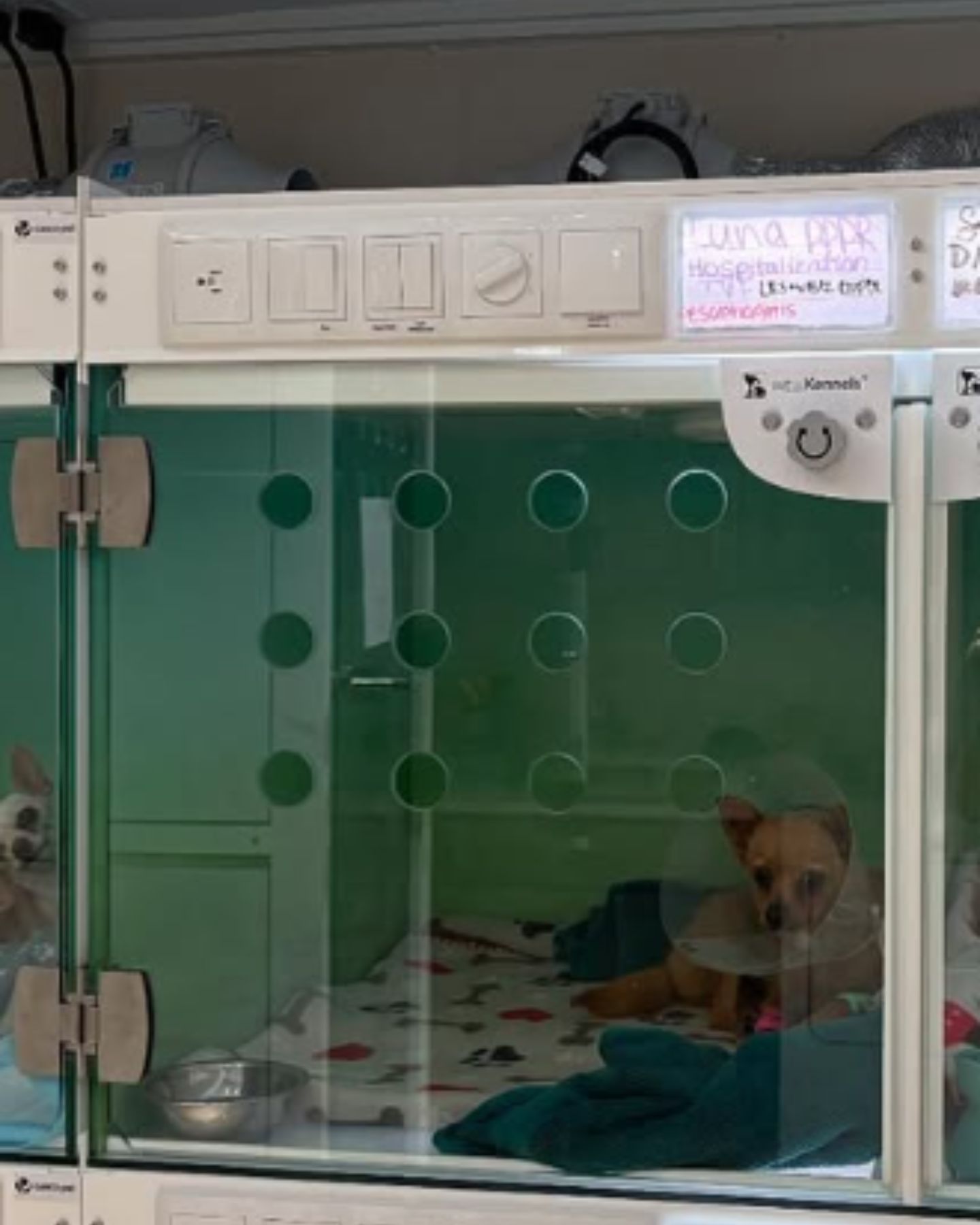dog in cage at vet