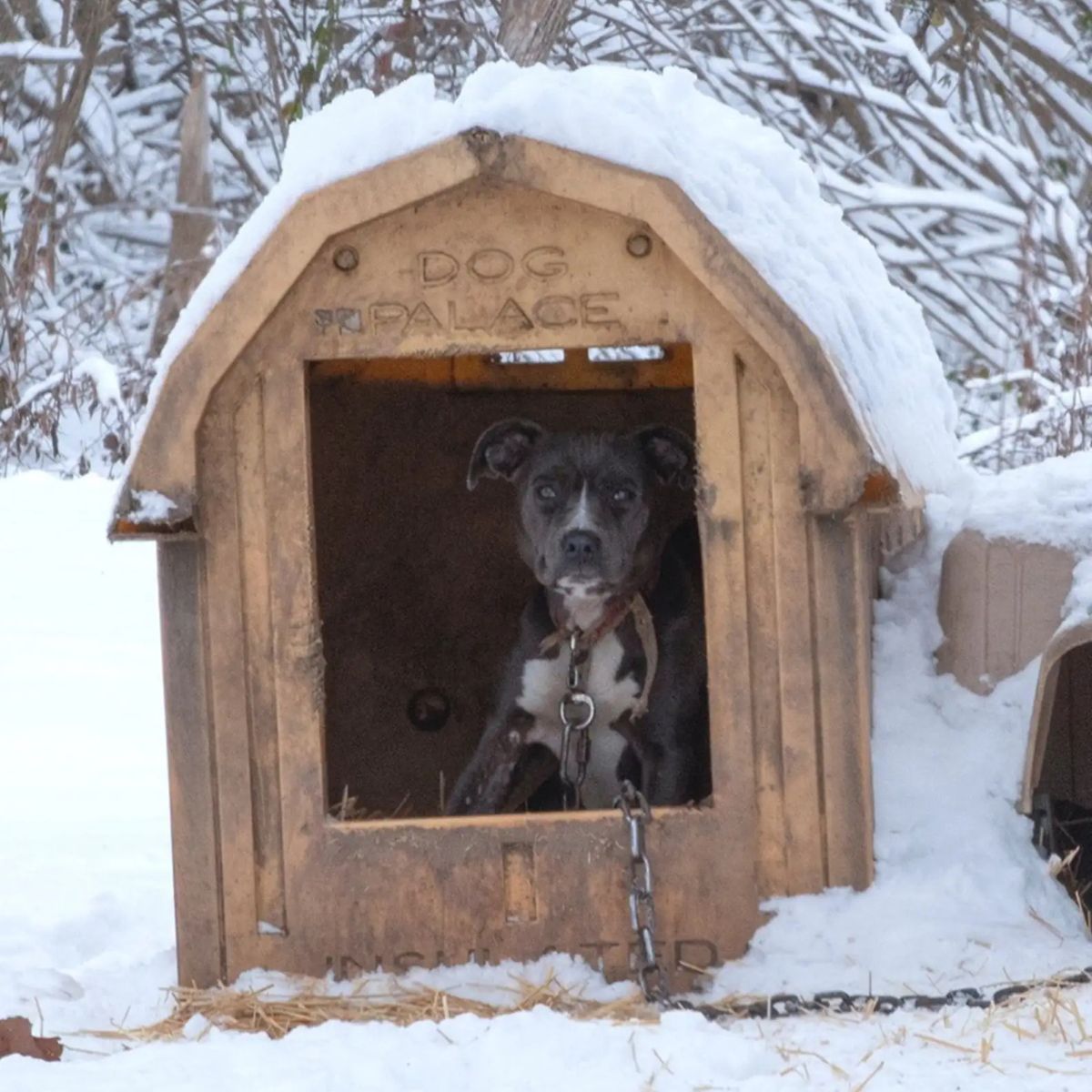 dog in his house outside
