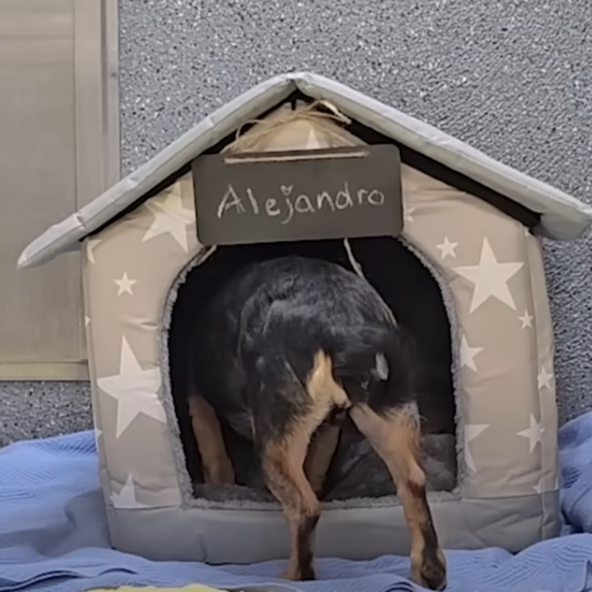 dog in his house