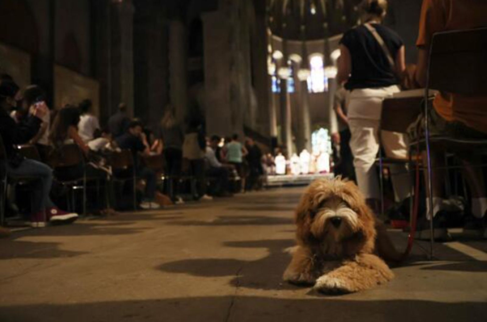 dog in the church