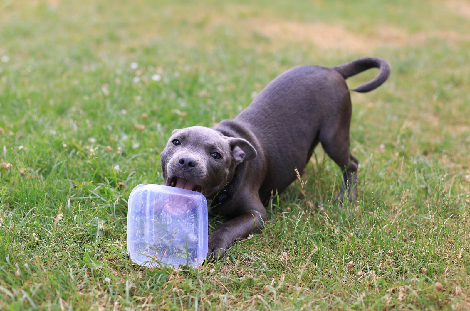 dog is playing with a bowl on the grass