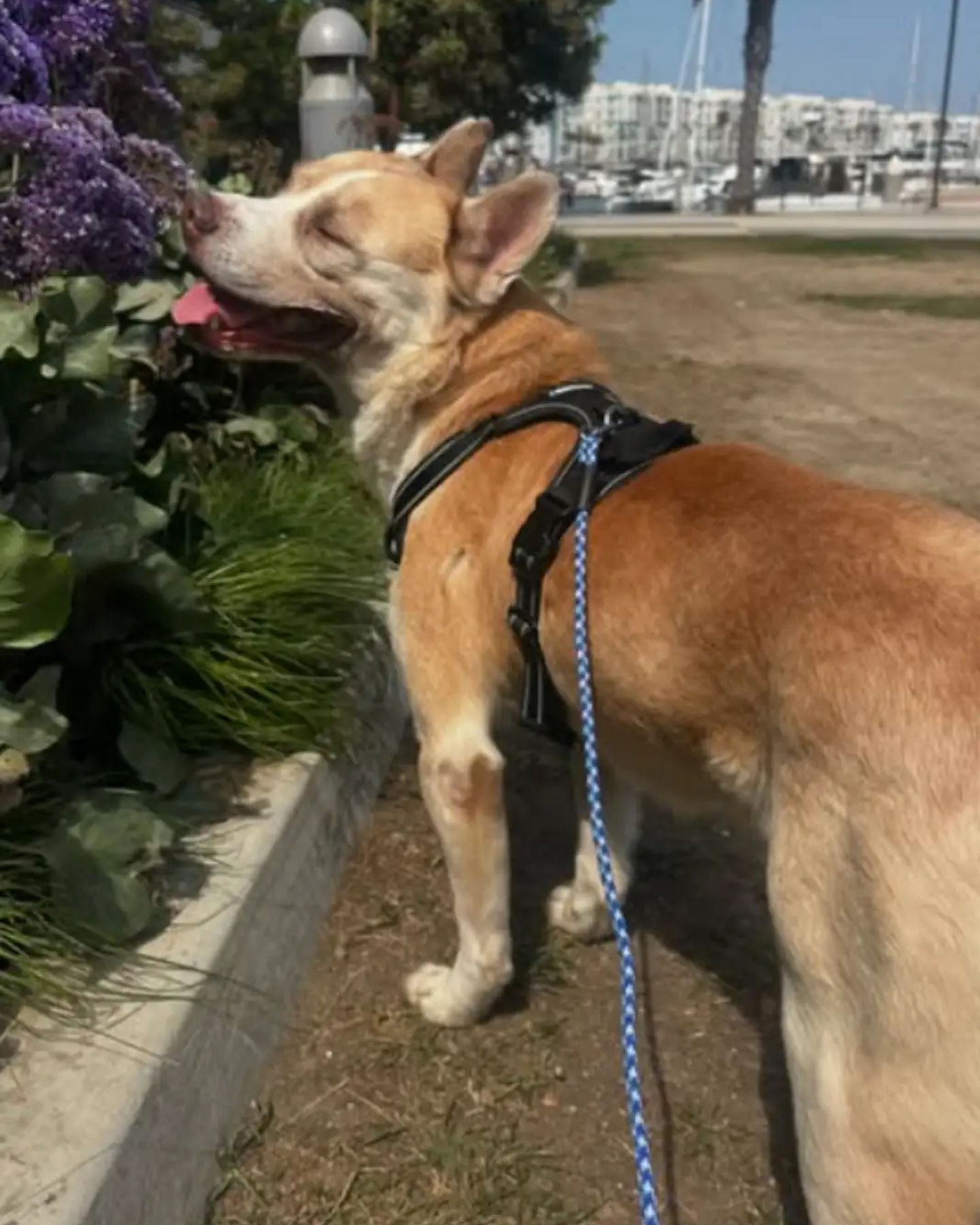 dog laughs next to the flowers