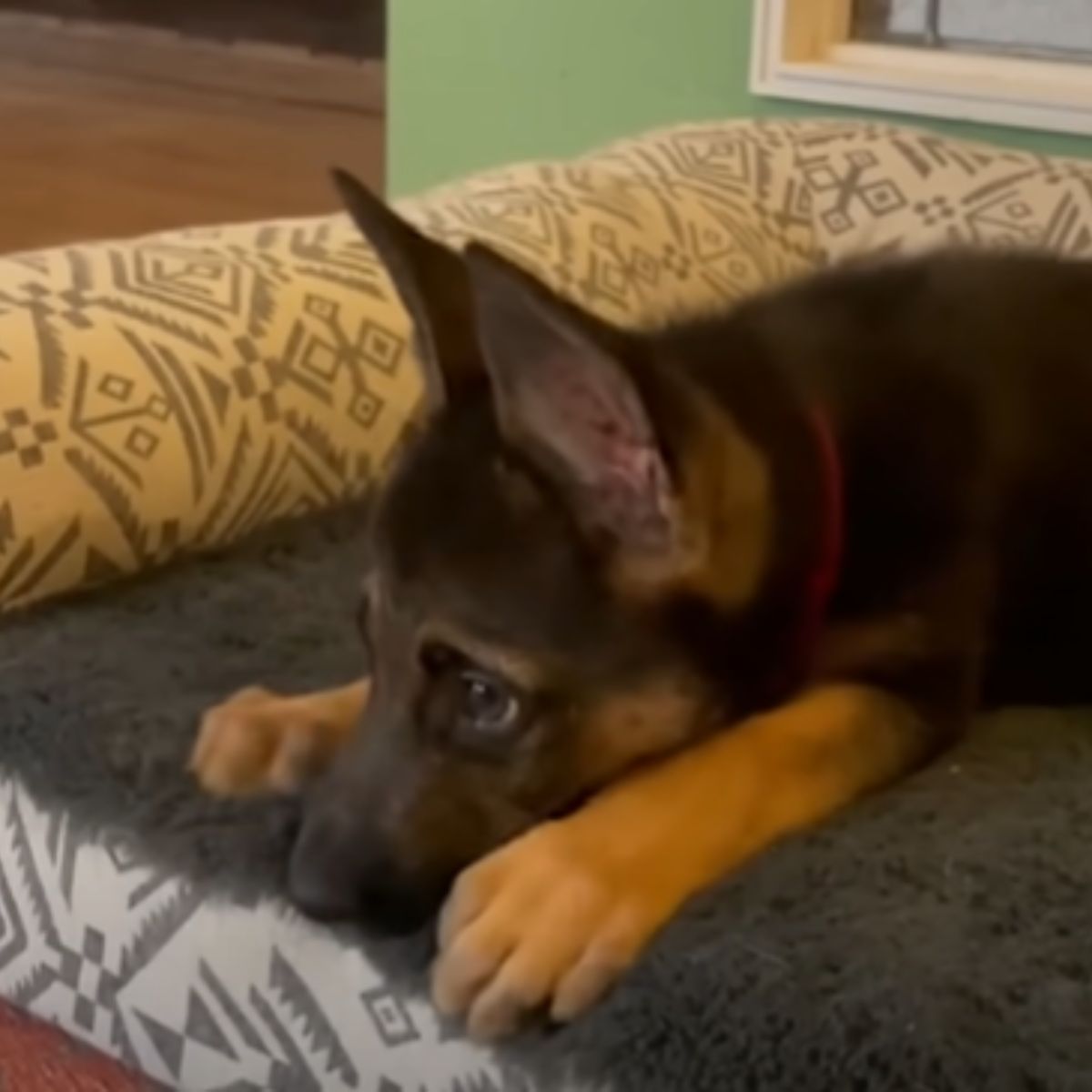 dog lies alone without the cat