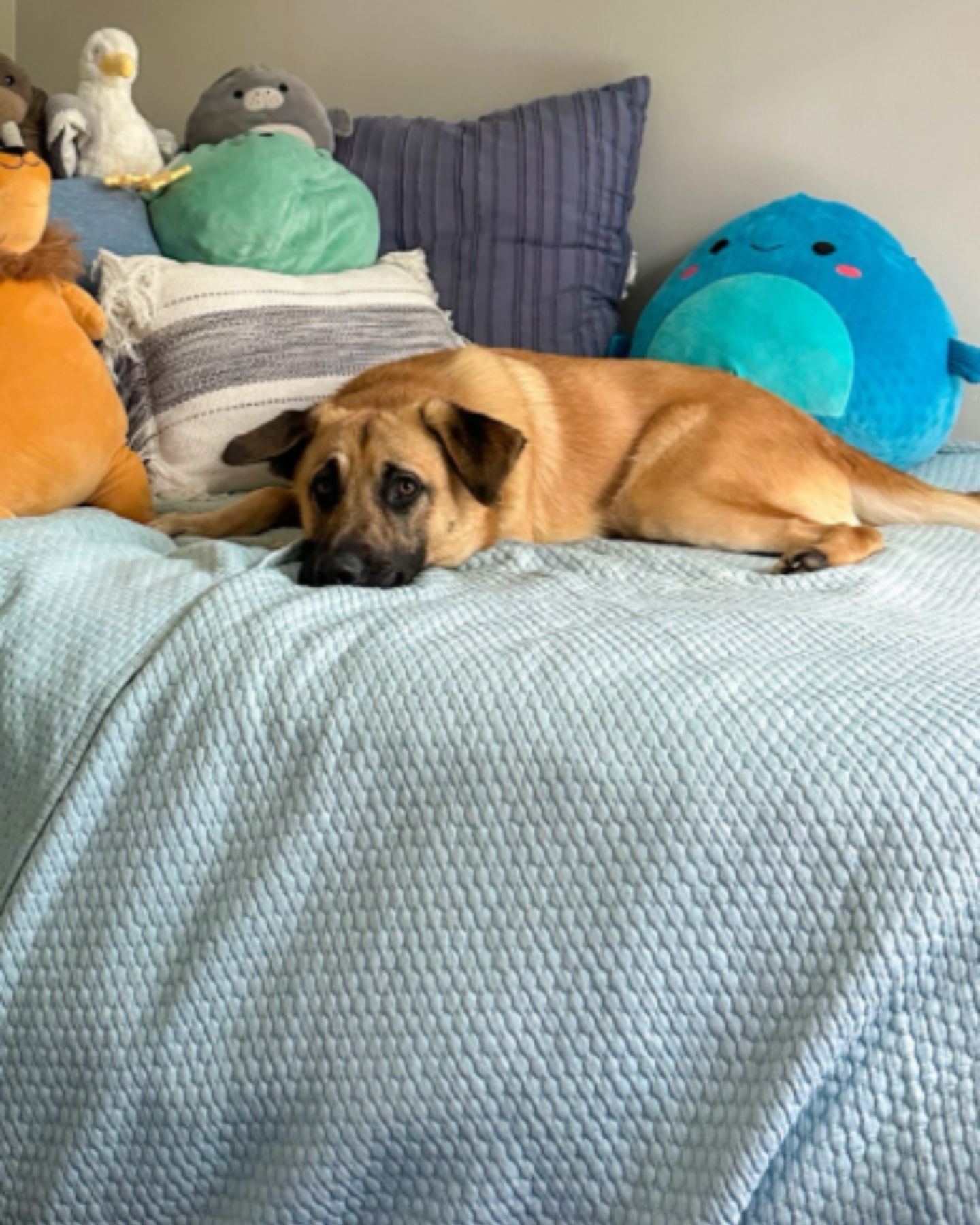 dog lying sad in bed