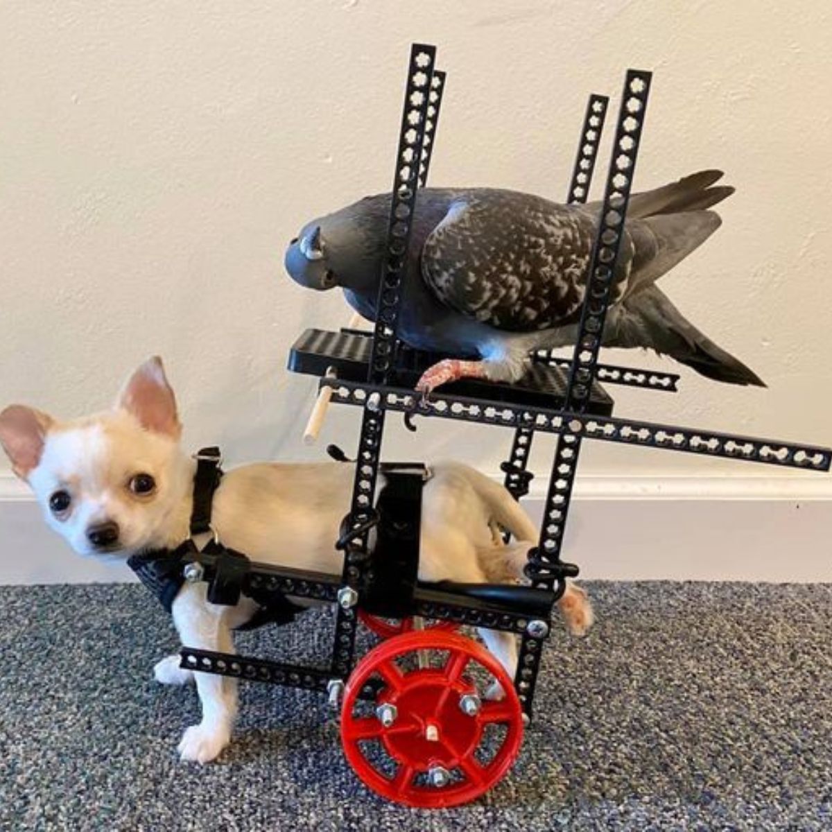 dog on aids and a pigeon