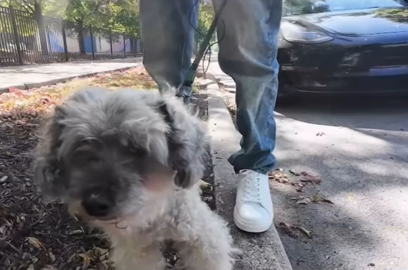 dog on leash