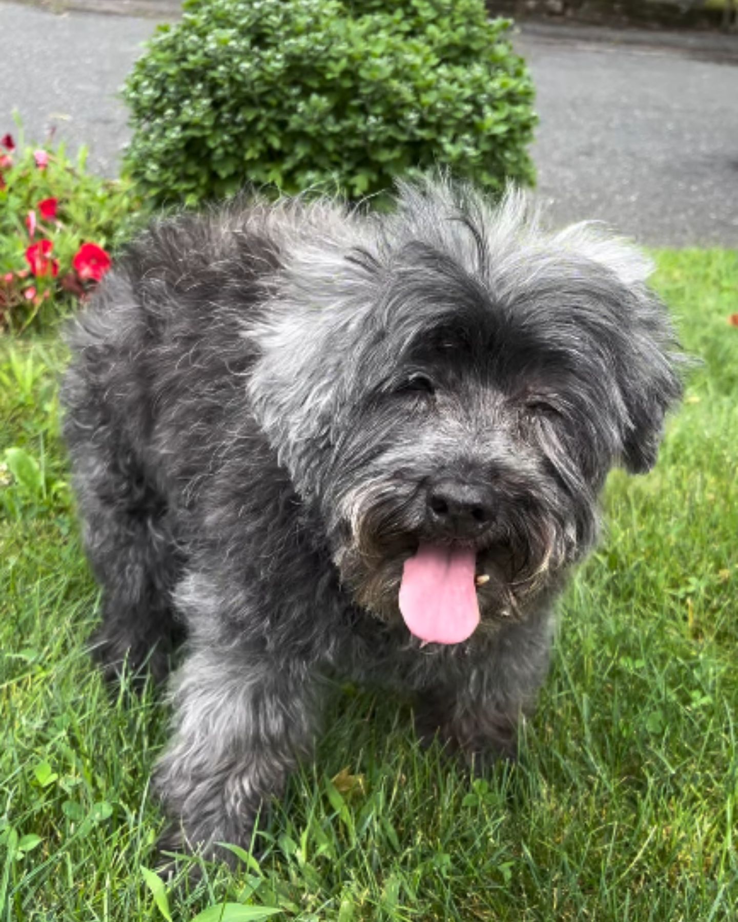dog on the grass