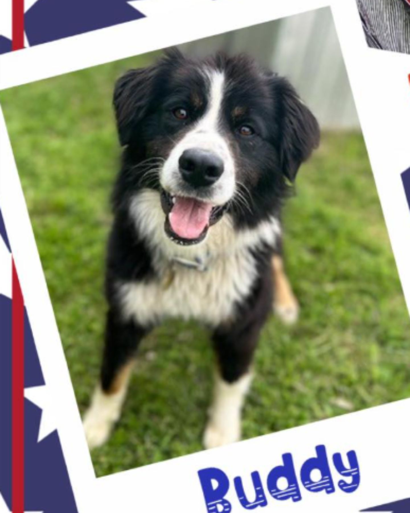 dog poster