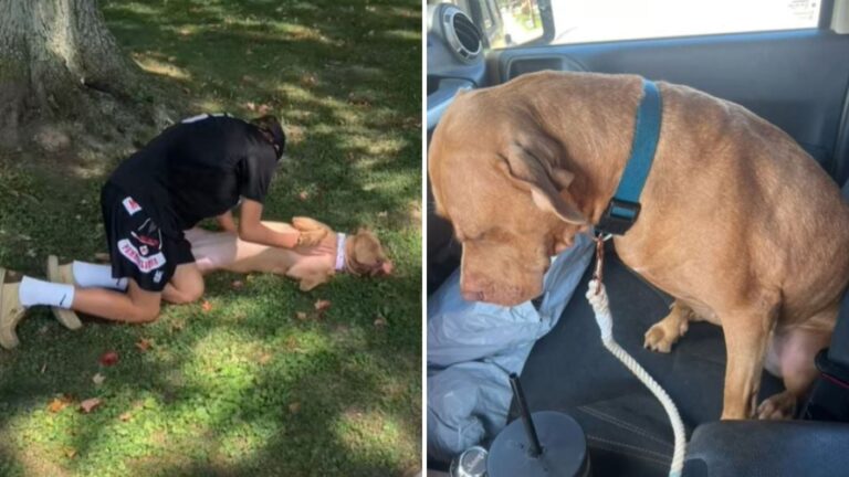 Dog Won’t Return To Pennsylvania Shelter After Fun Day Out, Unaware Her Shelter Days Are Over