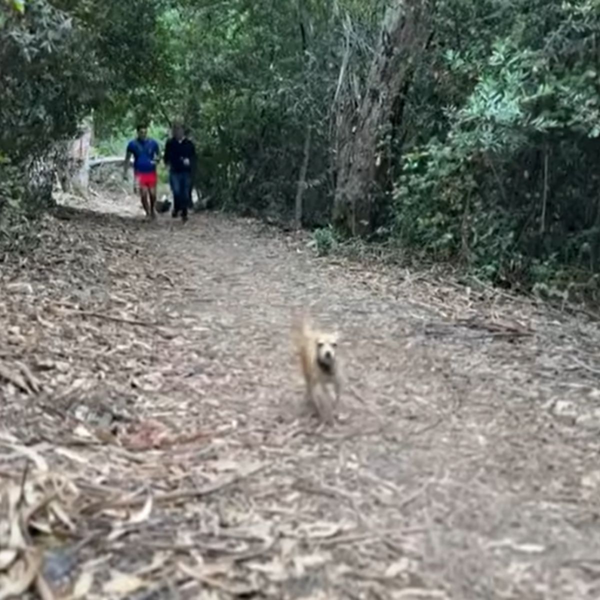 dog running through forest