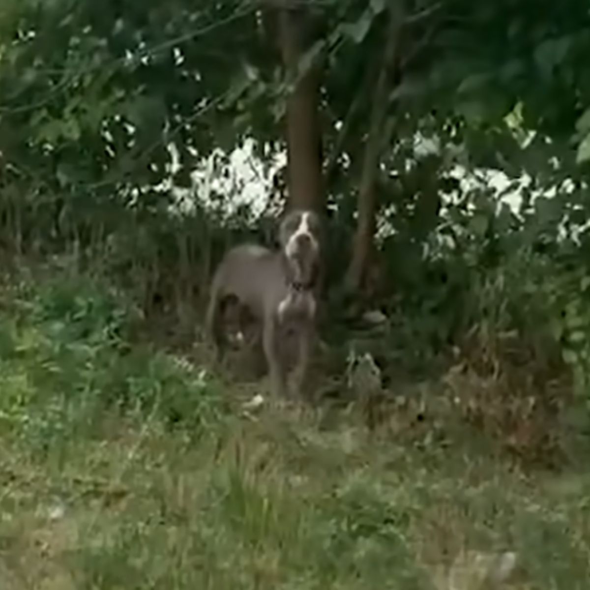 dog tied to a tree