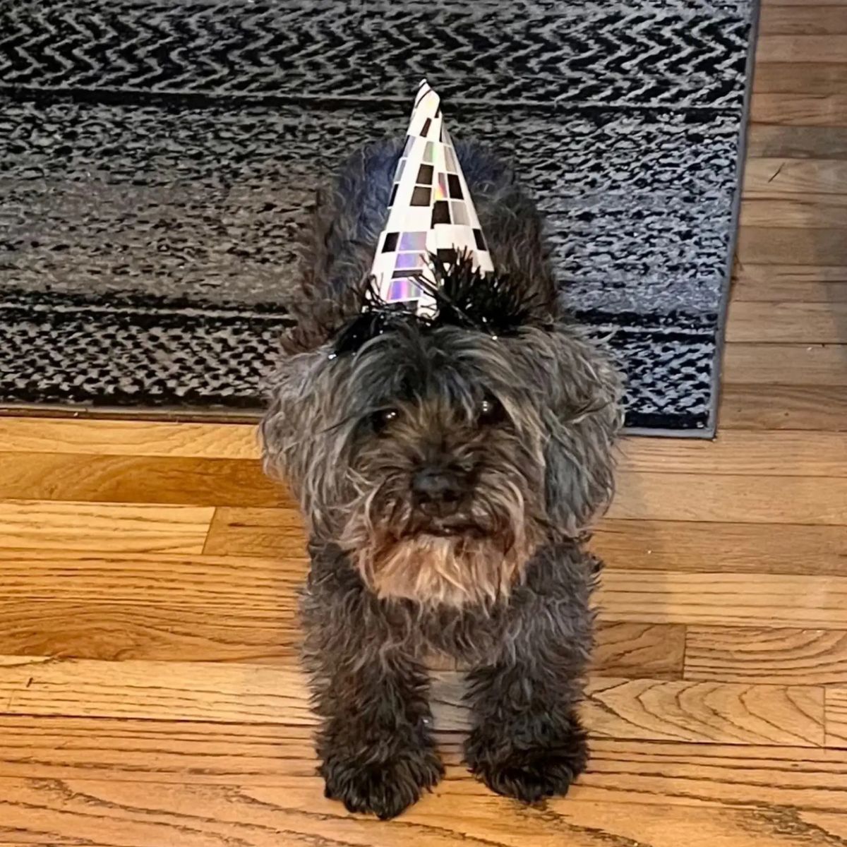 dog with a celebratory cap on his head