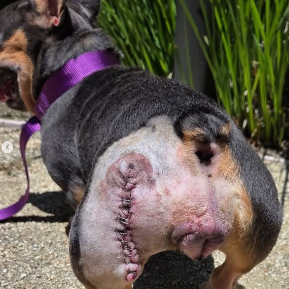 dog with amputated leg