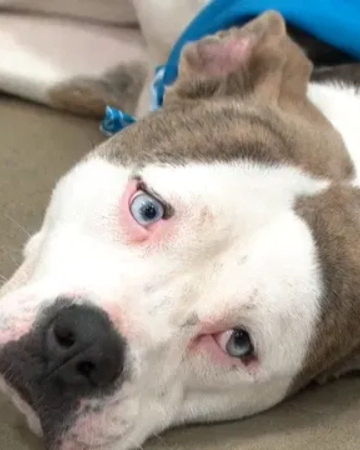 dog with blue eyes