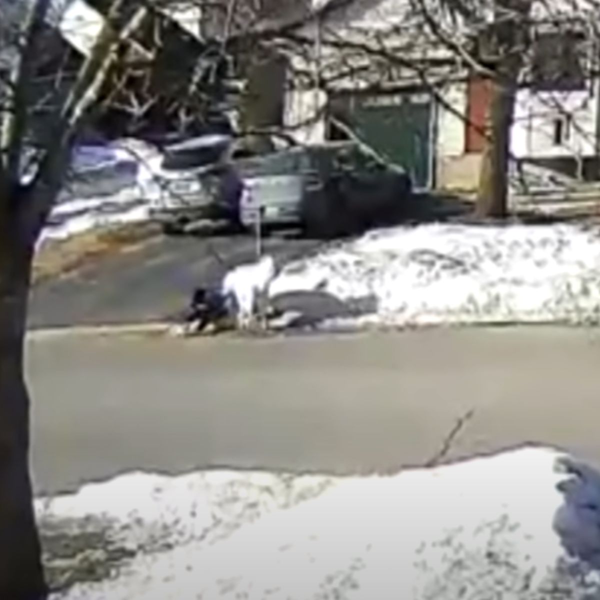 dog with owner on the road