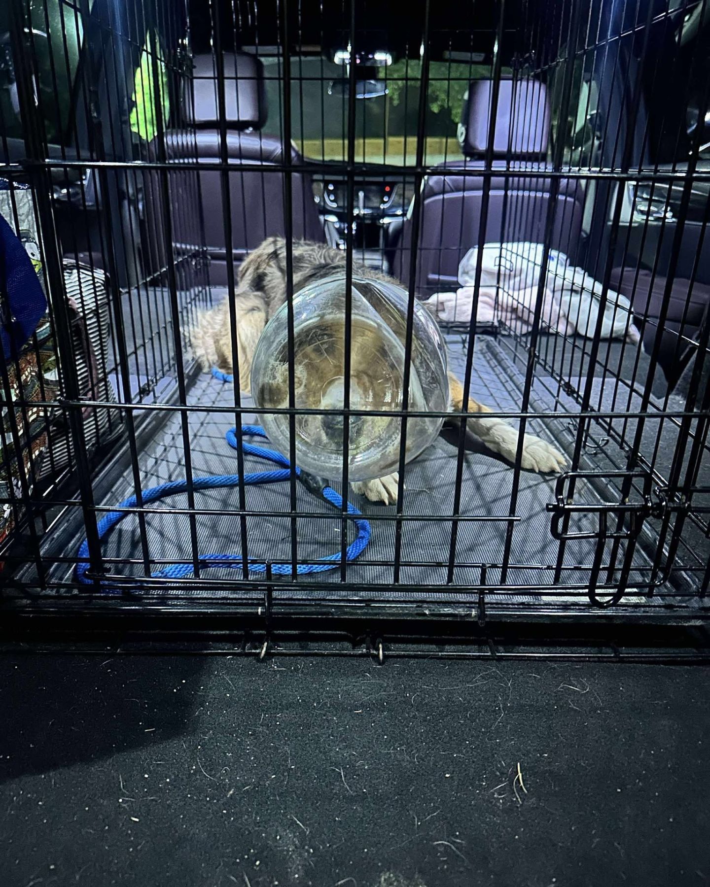 dog with plastic bottle around head in cage