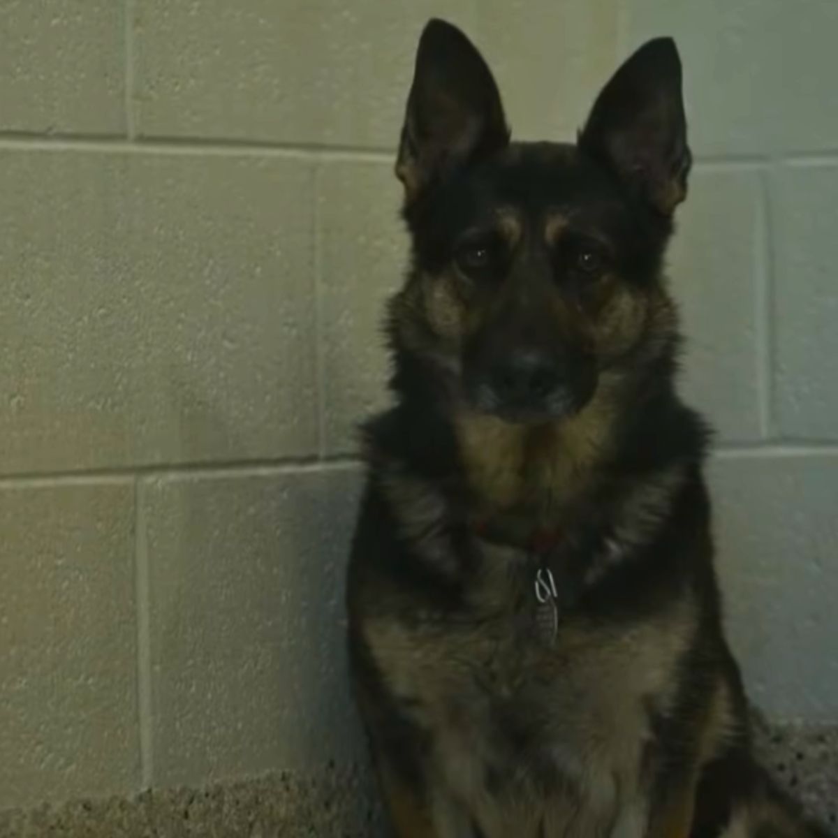 dog with sad look