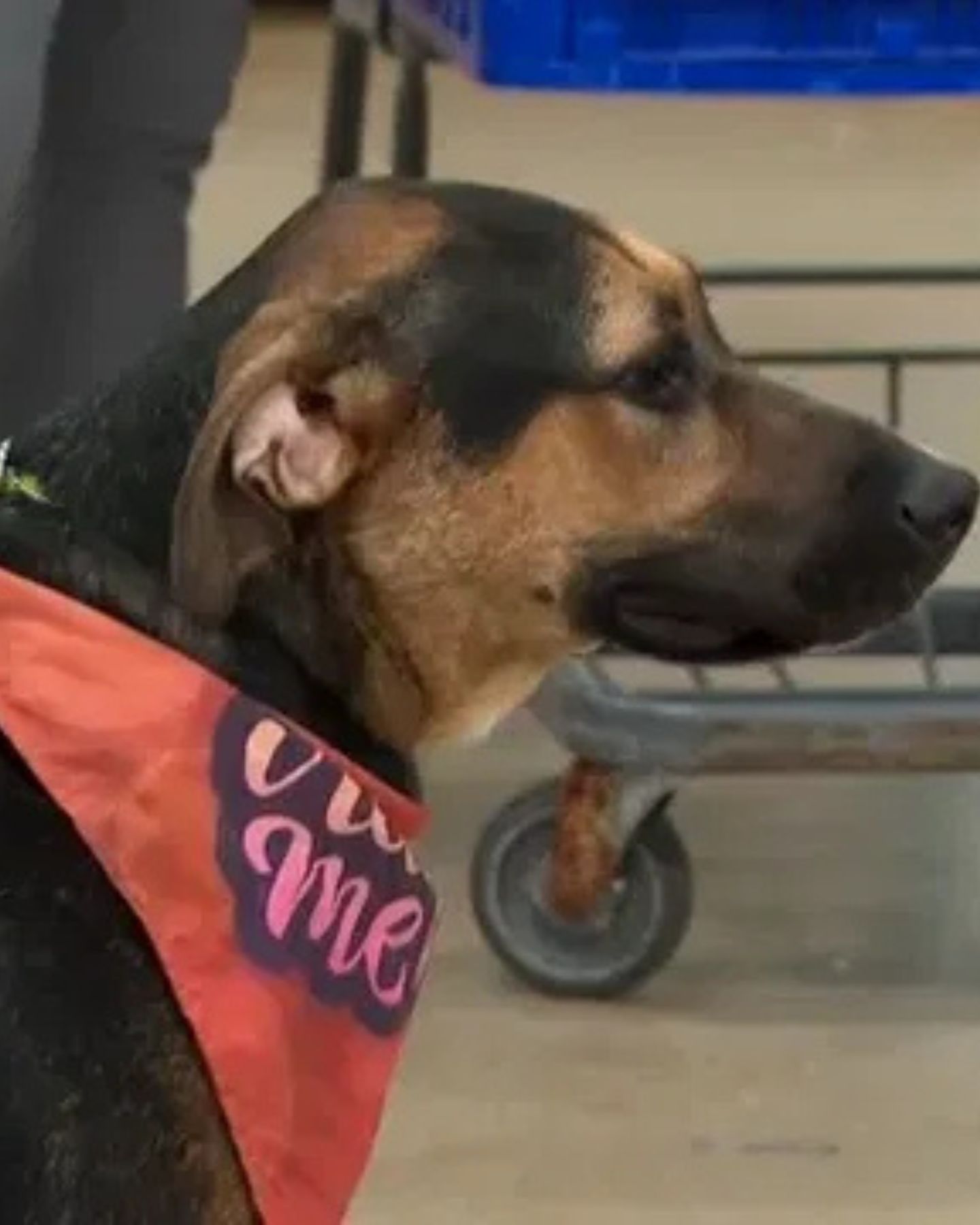 dog with scarf around neck