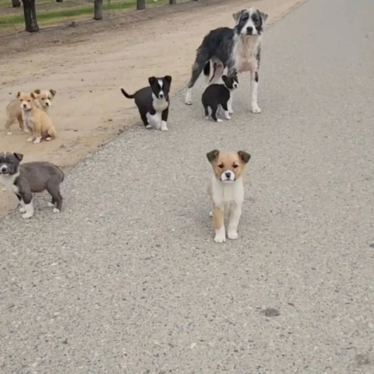 dog with seven puppies