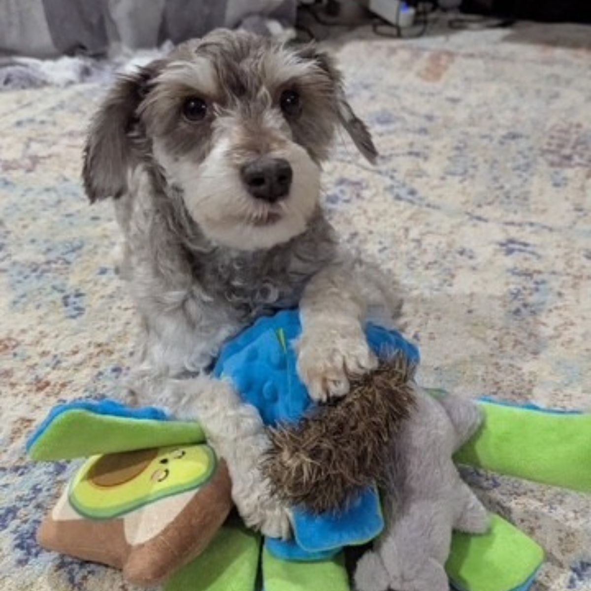 dog with toys