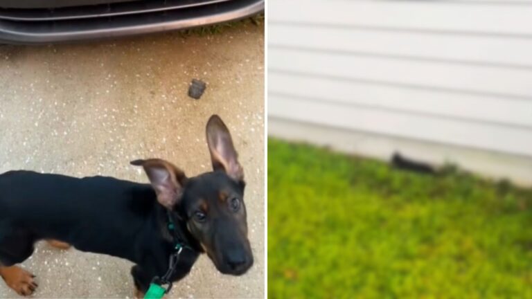 Alabama Dog Starts Panicking At Family’s Car After Sensing Something No One Else Could