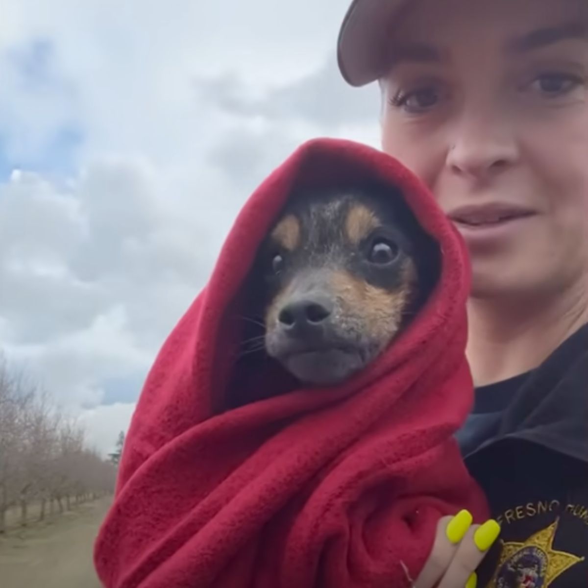 dog wrapped in a blanket