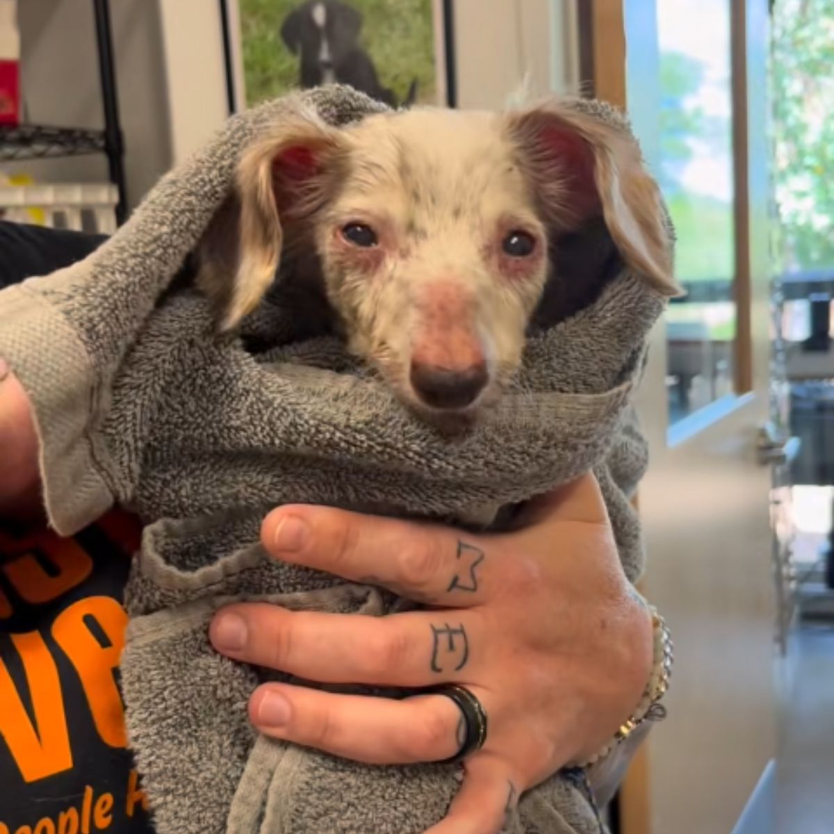 dog wrapped in a towel