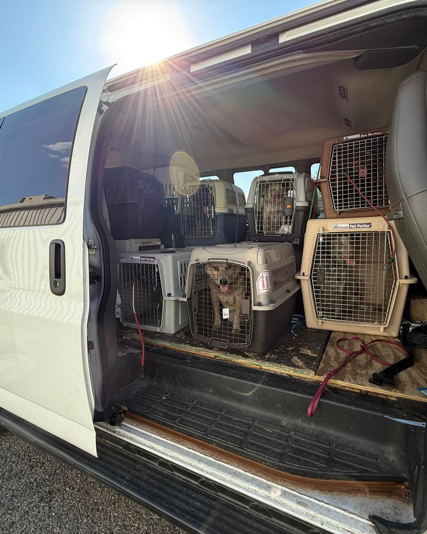 dogs in carriers in van
