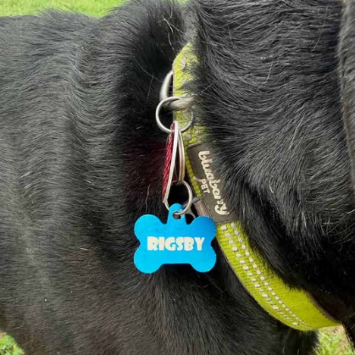 dog's name on collar