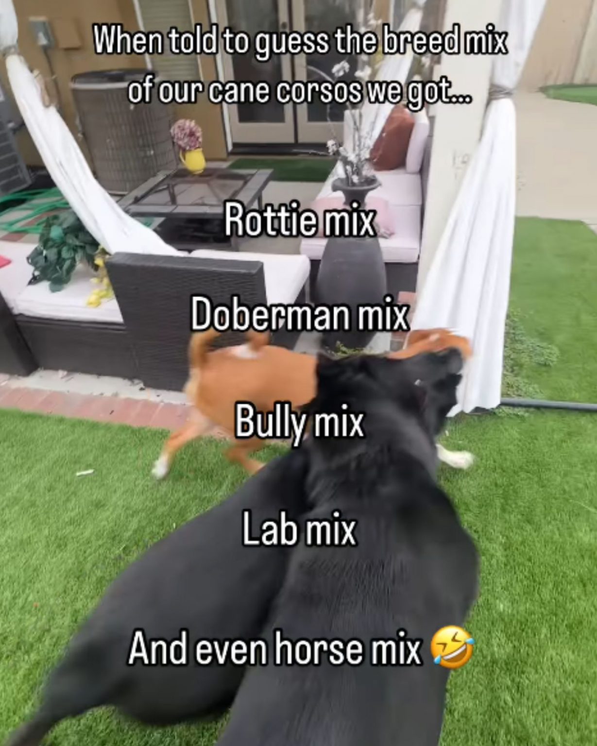 dogs play