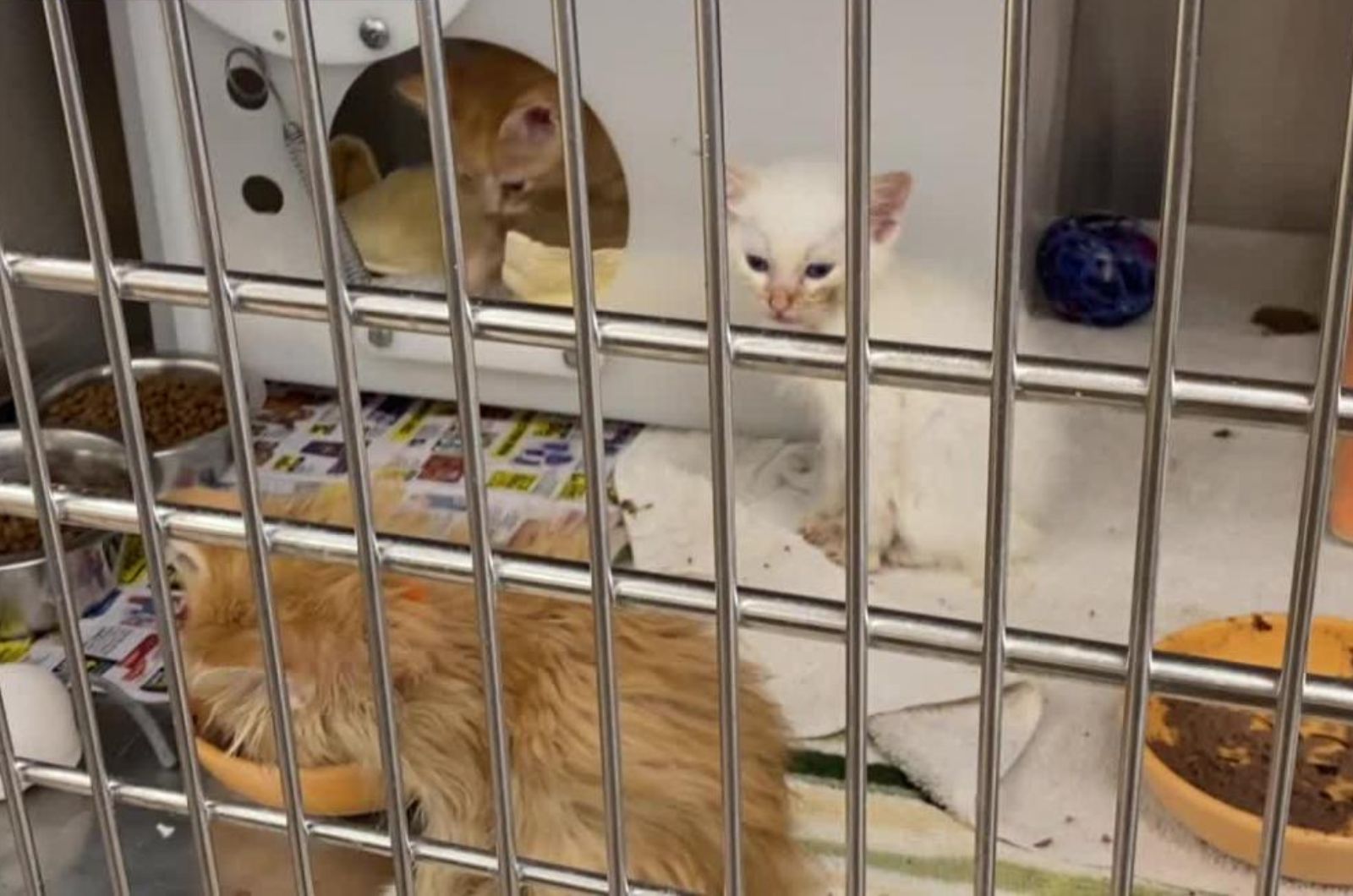 dozens of cats surrendered from one home