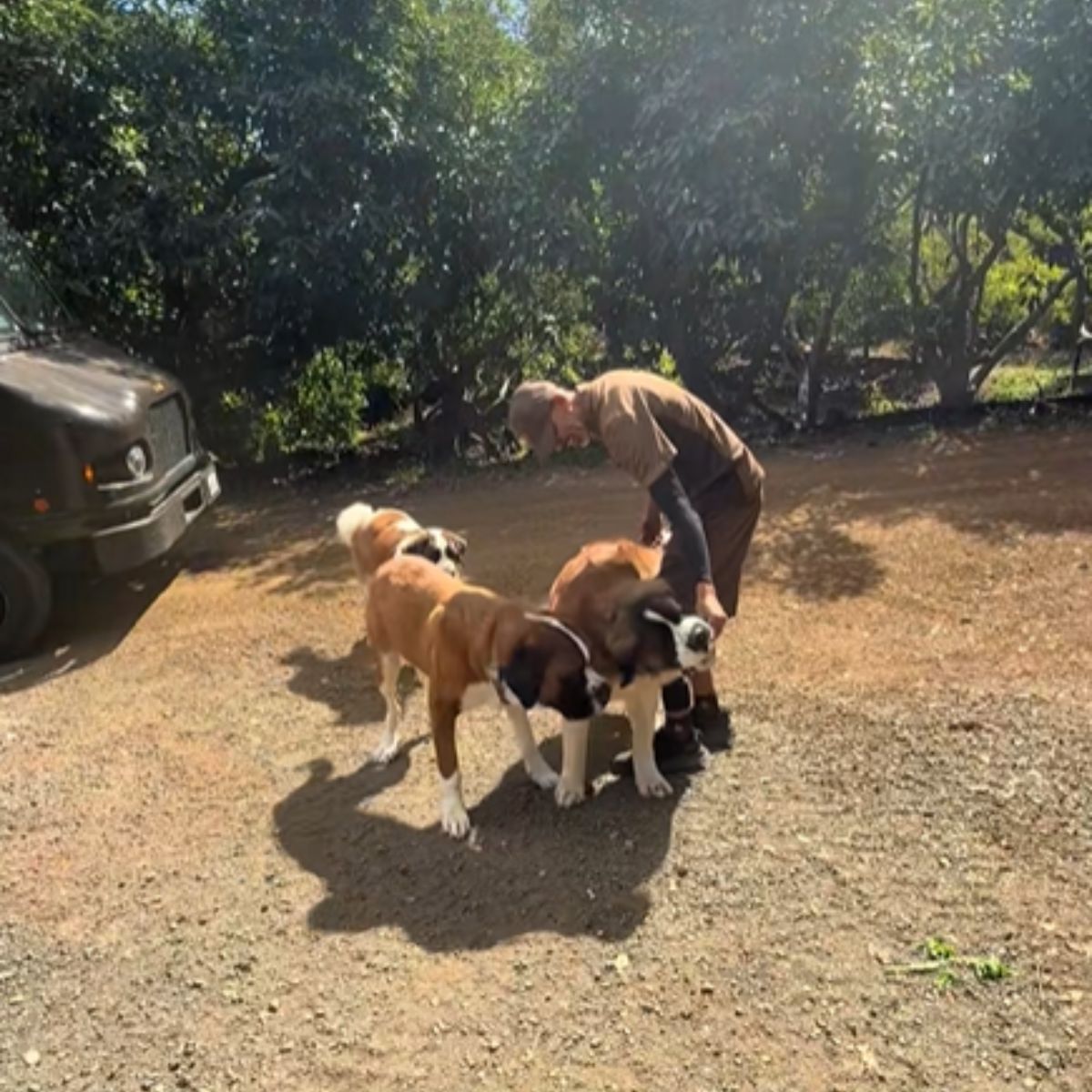 driver with two big dogs