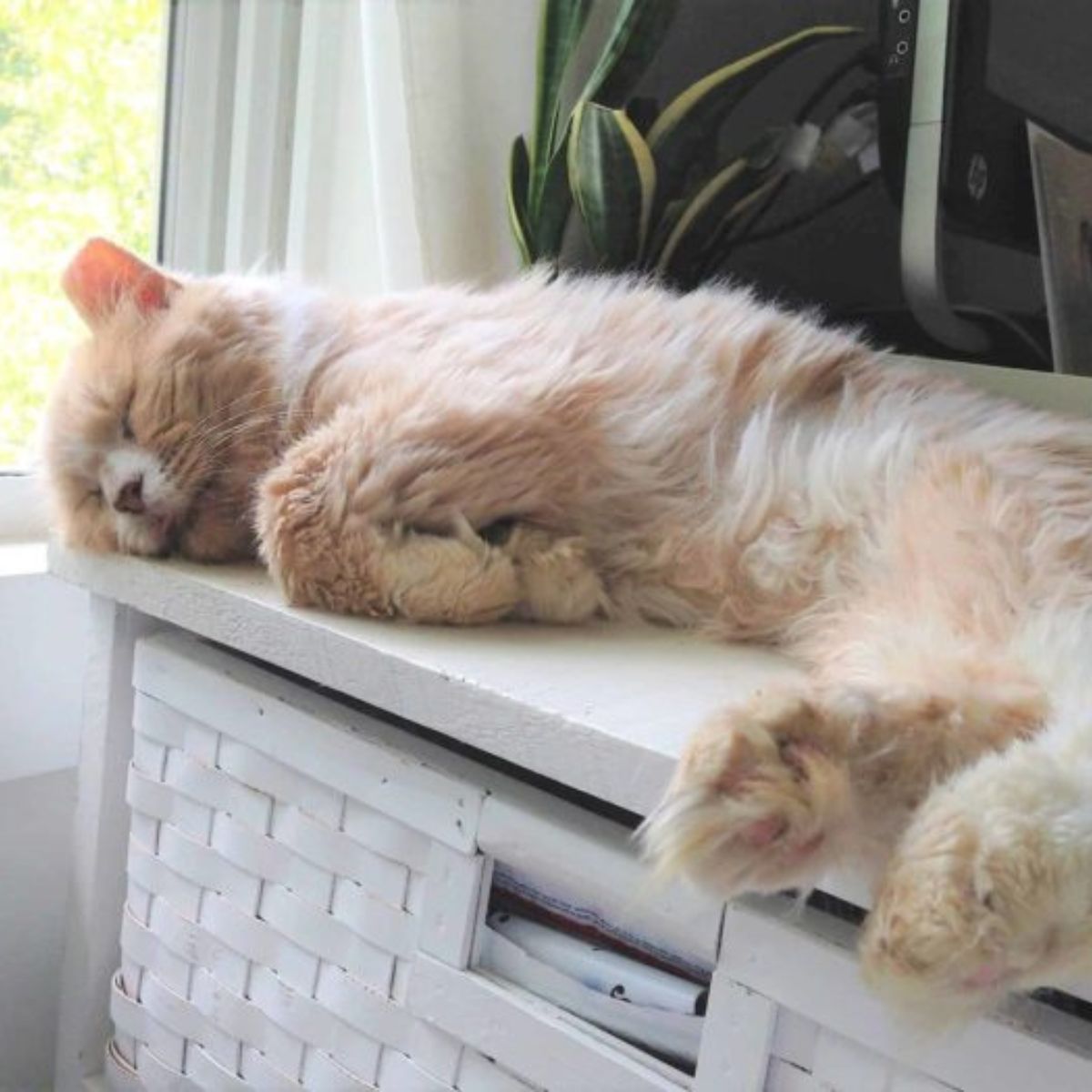 elderly cat with fiv sleeps