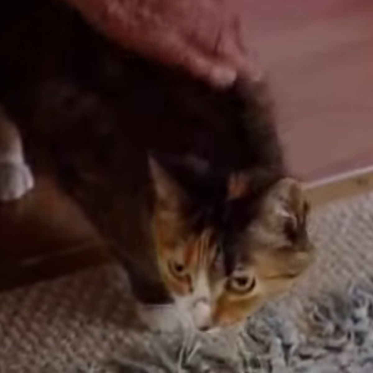 elderly woman petting cat