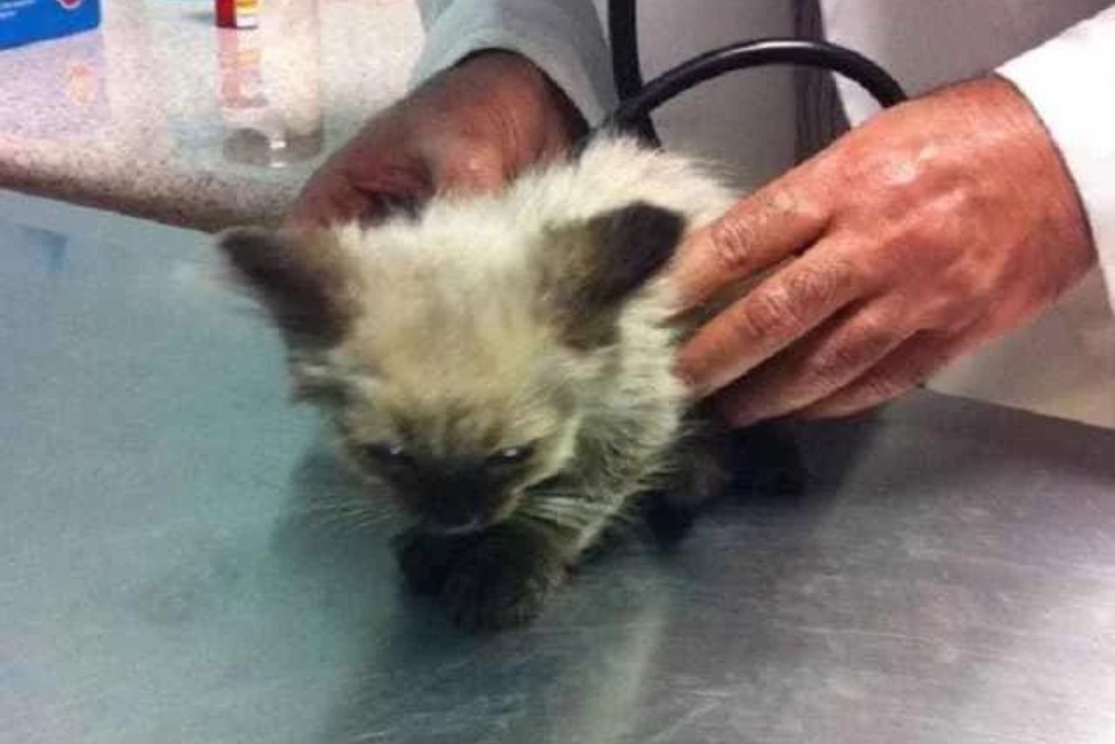 examination by a veterinarian of a bathed rescued kitten
