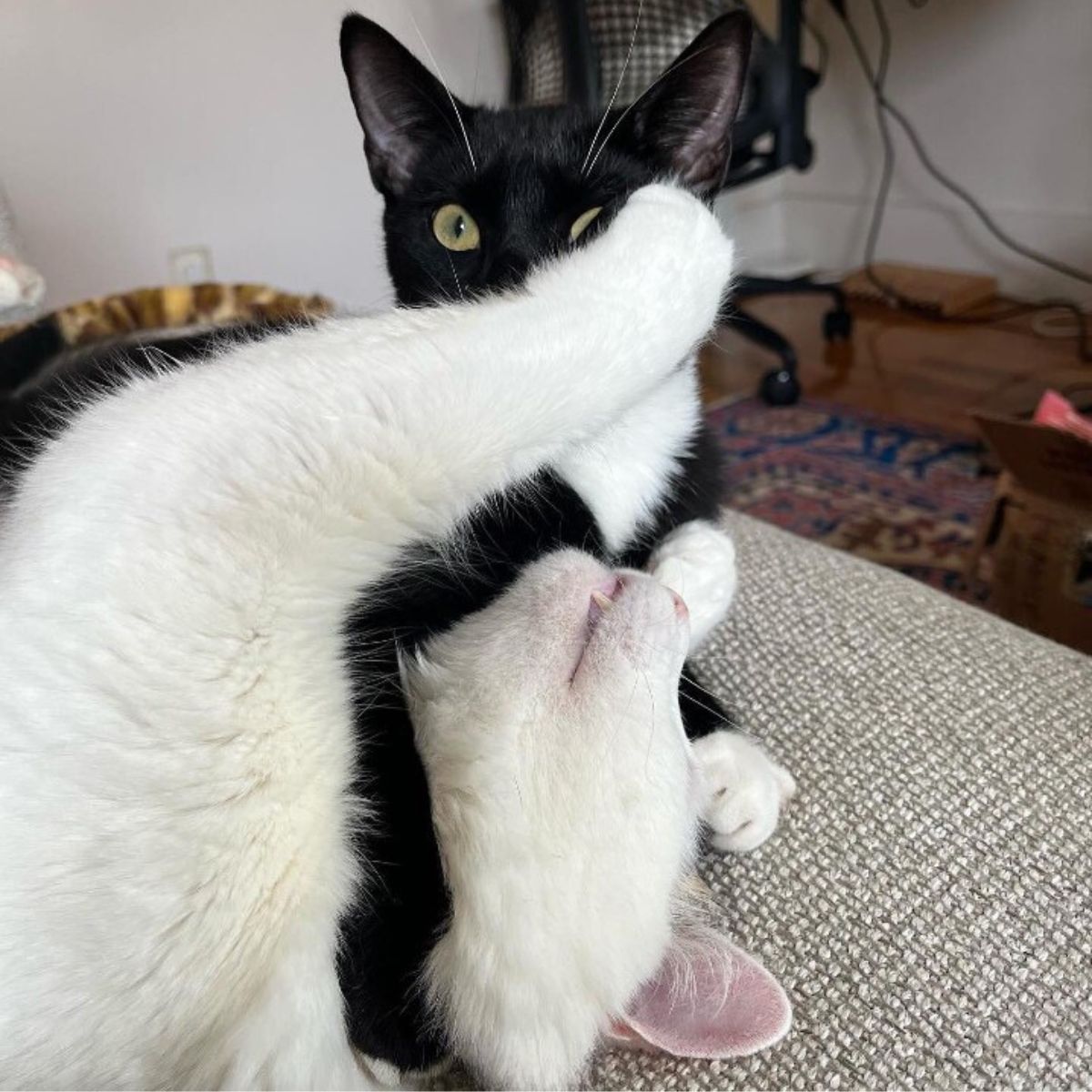 eyeless cat and the black cat are playing