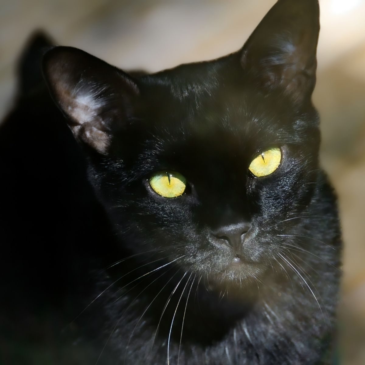 face of a black cat